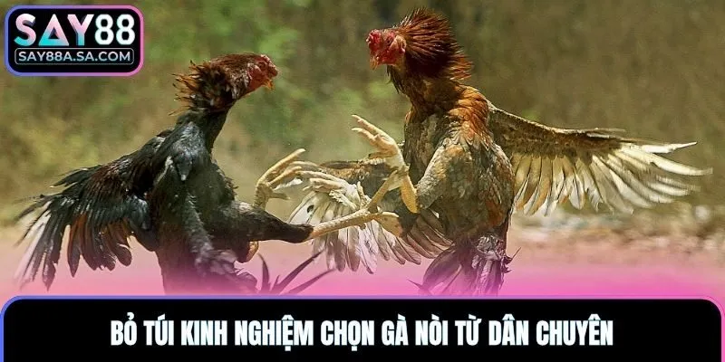 Bỏ túi kinh nghiệm chọn gà nòi từ dân chuyên