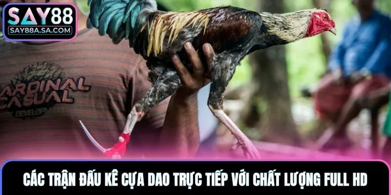 Các trận đấu kê cựa dao trực tiếp với chất lượng full HD