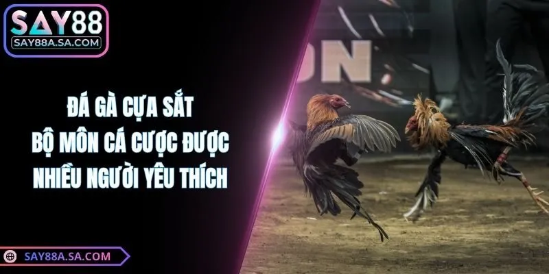 Đá Gà Cựa Sắt - Bộ Môn Cá Cược Được Nhiều Người Yêu Thích