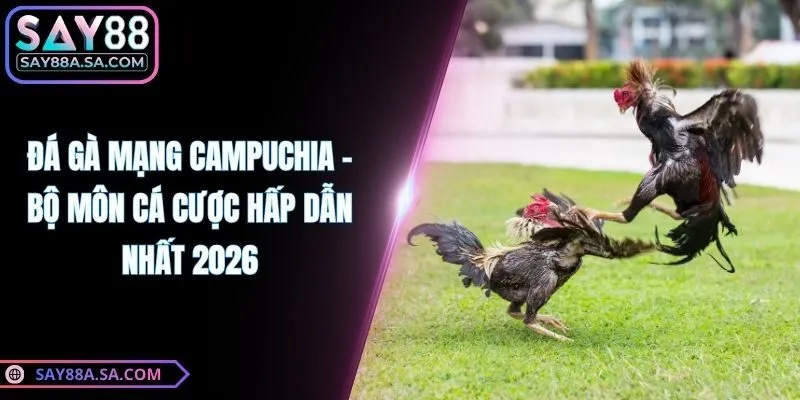 Đá Gà Mạng Campuchia - Bộ Môn Cá Cược Hấp Dẫn Nhất 2026