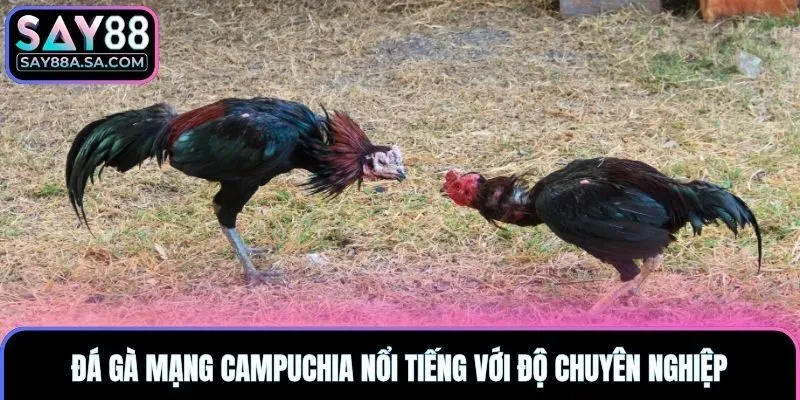 Đá gà mạng Campuchia nổi tiếng với độ chuyên nghiệp