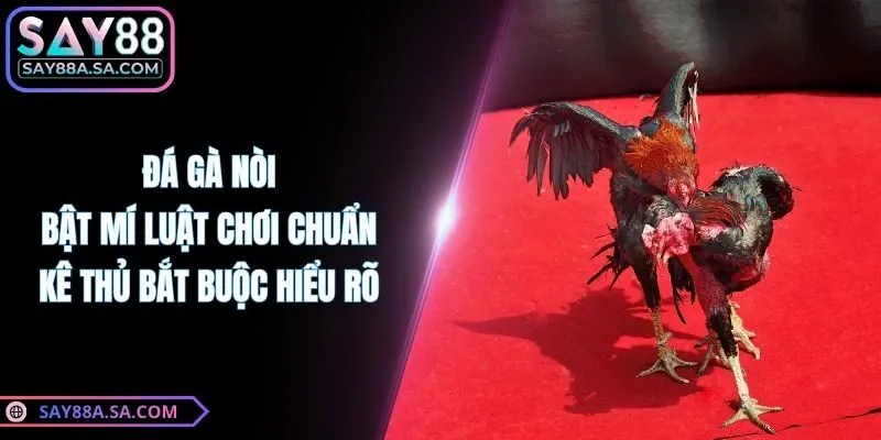 Đá Gà Nòi - Bật Mí Luật Chơi Chuẩn Kê Thủ Bắt Buộc Hiểu Rõ