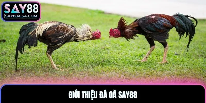 Giới thiệu đá gà Say88