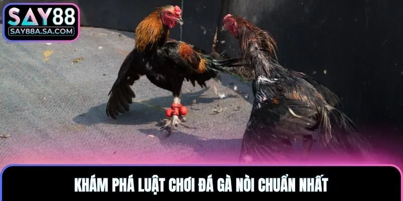 Khám phá luật chơi đá gà nòi chuẩn nhất