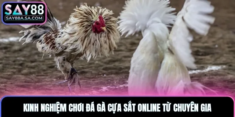 Kinh nghiệm chơi đá gà cựa sắt online từ chuyên gia