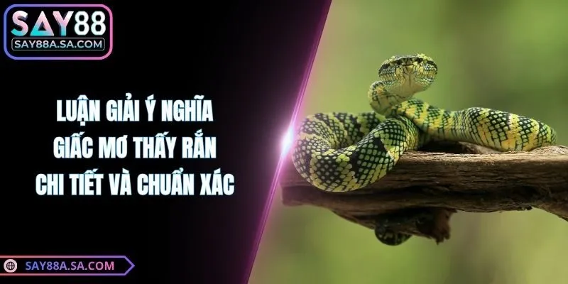 Luận Giải Ý Nghĩa Giấc Mơ Thấy Rắn Chi Tiết Và Chuẩn Xác