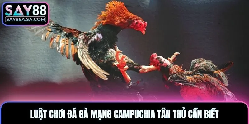 Luật chơi đá gà mạng Campuchia tân thủ cần biết