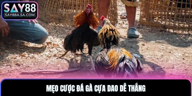 Mẹo cược đá gà cựa dao dễ thắng