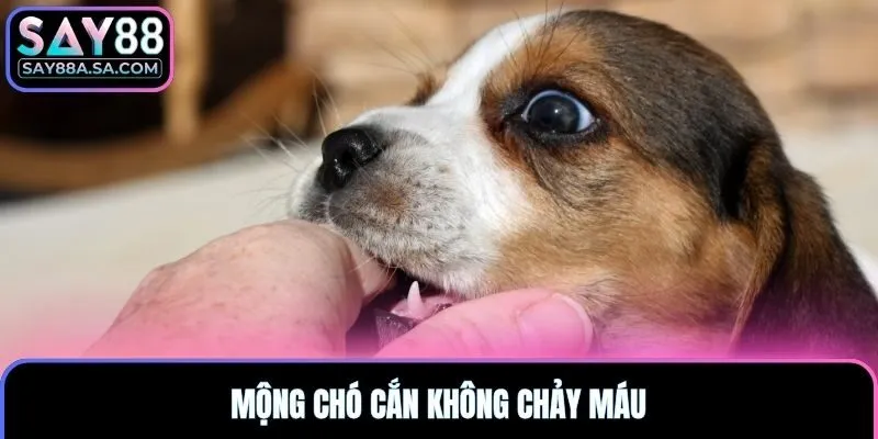 Mộng chó cắn không chảy máu