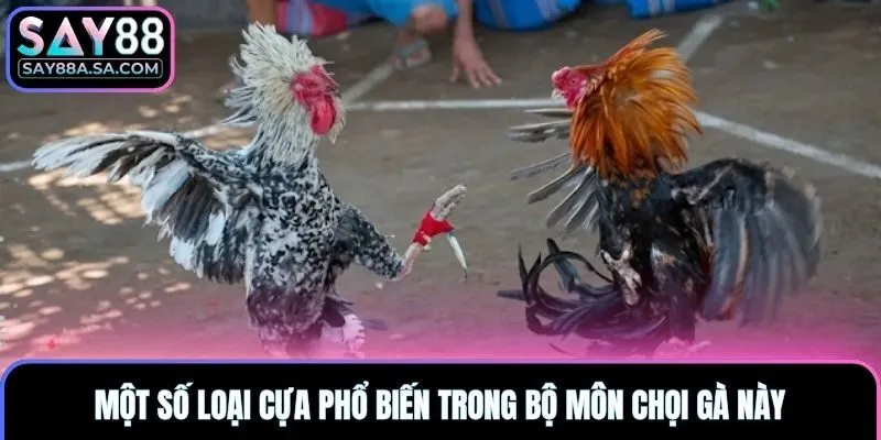 Một số loại cựa phổ biến trong bộ môn chọi gà này