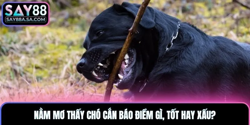 Nằm mơ thấy chó cắn báo điềm gì, tốt hay xấu?