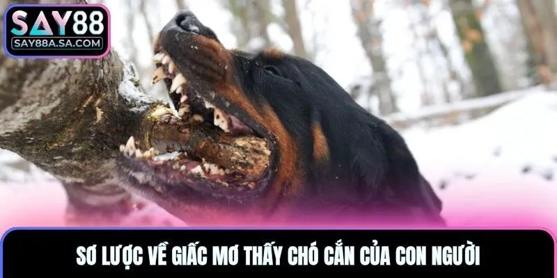 Sơ lược về giấc mơ thấy chó cắn của con người