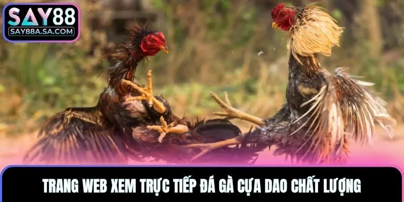 Trang web xem trực tiếp đá gà cựa dao chất lượng