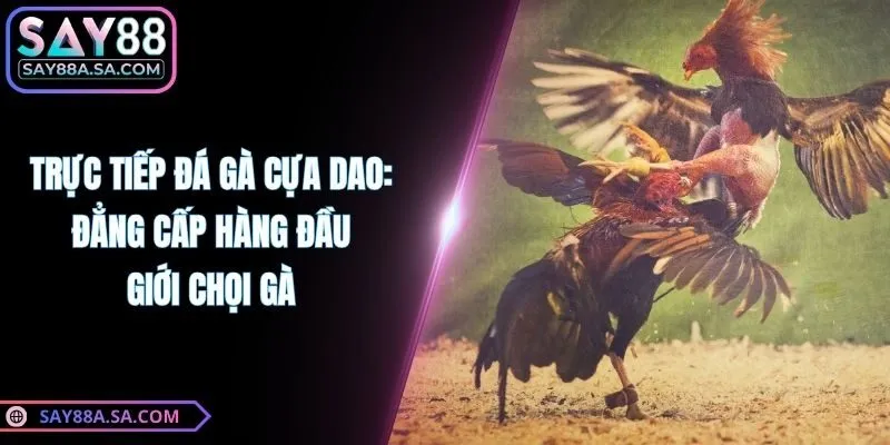 Trực Tiếp Đá Gà Cựa Dao: Đẳng Cấp Hàng Đầu Giới Chọi Gà