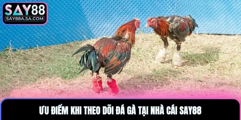 Ưu điểm khi theo dõi đá gà tại nhà cái Say88